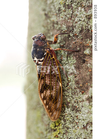 Brown cicada 893938