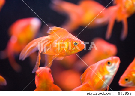 Ryukin (goldfish) 893955