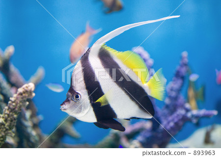 Hatatate Dai(蝴蝶) Hatatate Dai(蝴蝶) 893963