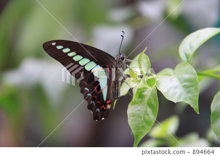 常見的青蠅 894664