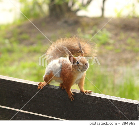 松鼠 小動物 野生 894968