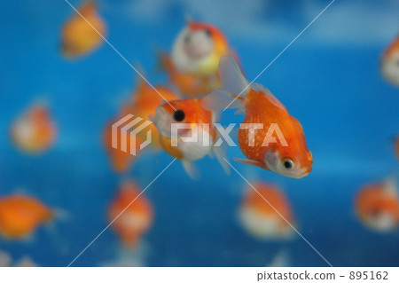 Goldfish   895162
