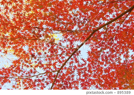 Maple stained red 895389