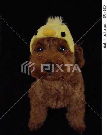 Transform into a chick? 895602