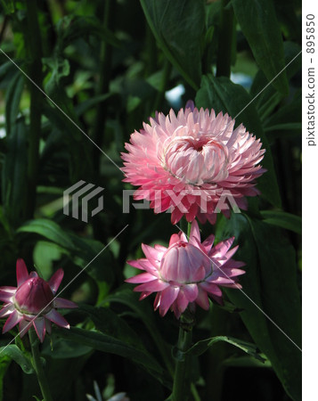 蠟菊 895850