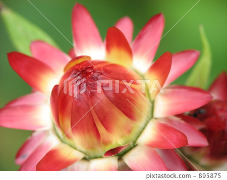 蠟菊 蠟菊 895875