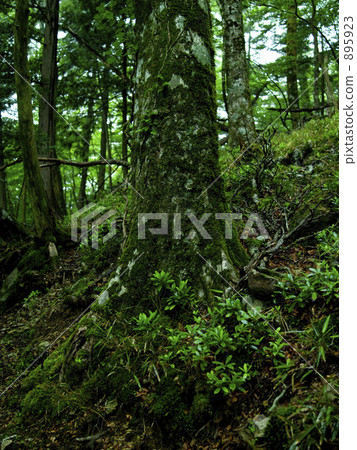世界遺產大塚原西大台原始森林 世界遺產大塚原西大台原始森林 895923