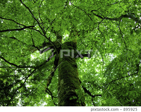World Heritage Otsuka Hara Nishi Odai Primitive Forest World Heritage Otsuka Hara Nishi Odai Primitive Forest 895925