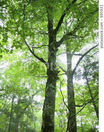 World Heritage Otsuka Hara Nishi Odai Primitive Forest 895931