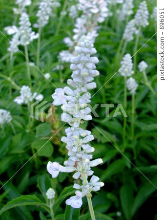 鼠尾草 灰藍色 唇形科 896051