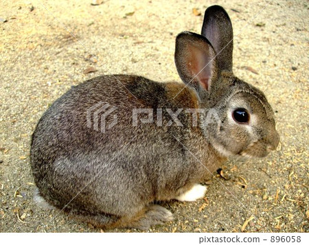 可愛 小動物 兔子 896058