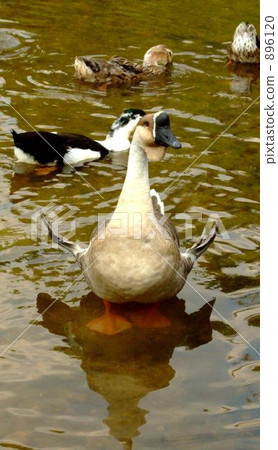 geese, fowl, fond of 896120