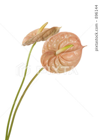 Anthurium 896144