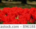 tulip field, flower garden, flower field 896188