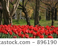tulip field, flower garden, flower field 896190