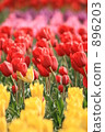 tulip field, flower garden, flower field 896203