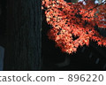 red leafe, maple, yellow leafe 896220