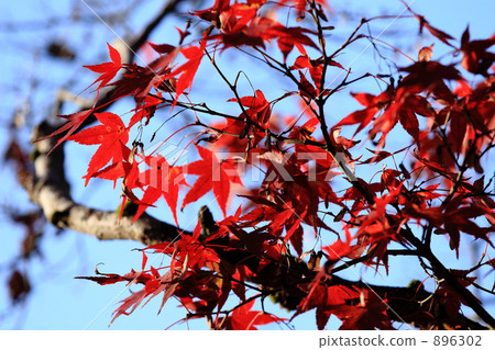 藍天和秋葉 896302