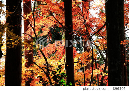 樹和秋葉 樹和秋葉 896305