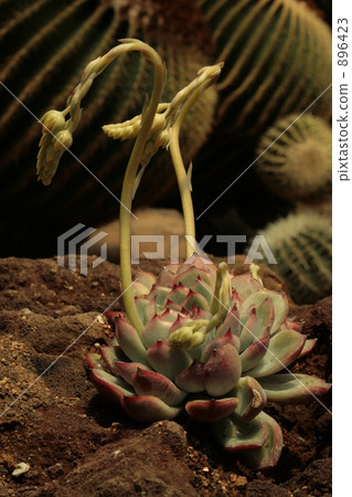 Ekebelia dual-sword flow 896423