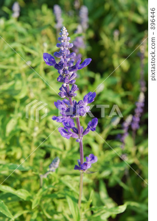 lavender 896446