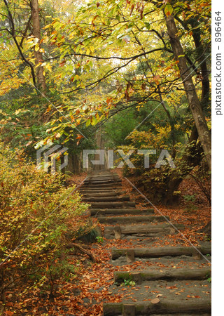 Fallen leaves  896464