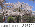weeping cherry, kita-in 896594