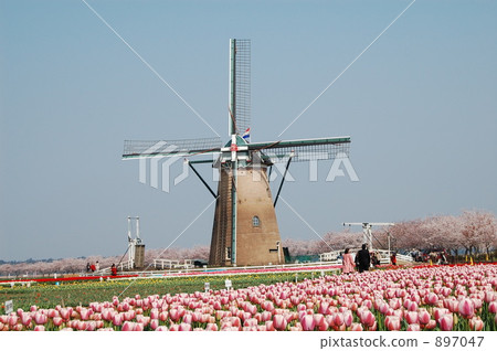 Sakura old town windmill and tulip field 897047
