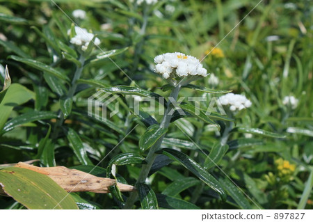 pearly everlasting, alpine plant, plant 897827