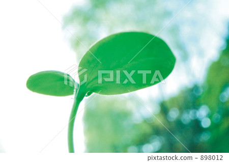 bud, seed leaf, sprout 898012