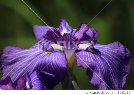 iris, ayame, siberian iris 898119