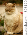 Cat sleeping on the wall 898120