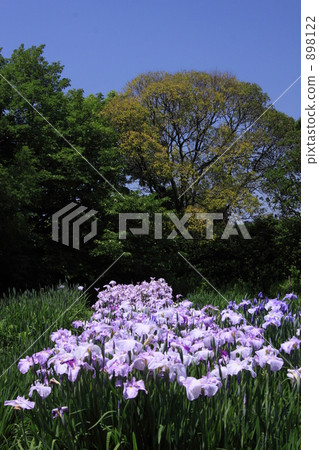 trees, iris, ayame 898122