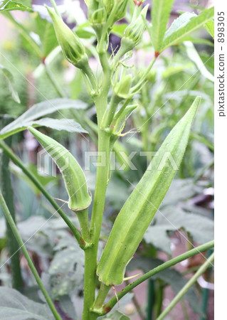 秋葵和鮮花 秋葵和鮮花 898305