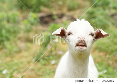 "Kid goat" 898863