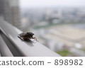 蝗蟲 蟬 扶手 898982