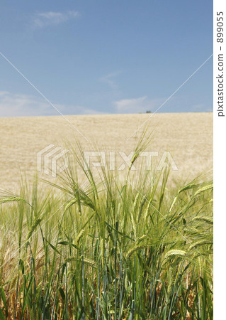 wheat field, wheatfield, Wheat Ear 899055