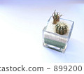 House cactus cactus 899200
