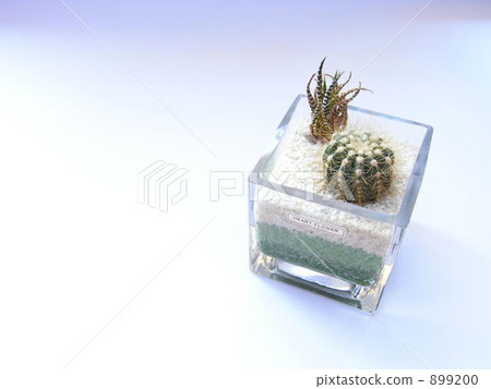 House cactus cactus House cactus cactus 899200