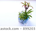 Foliage plant  899203