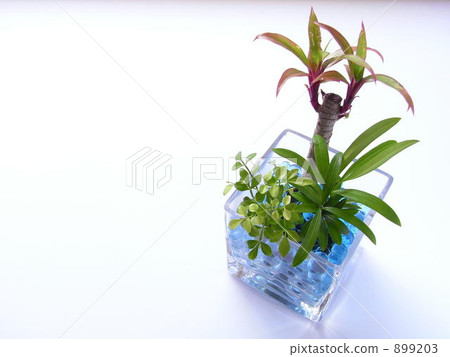 Foliage plant Foliage plant 899203