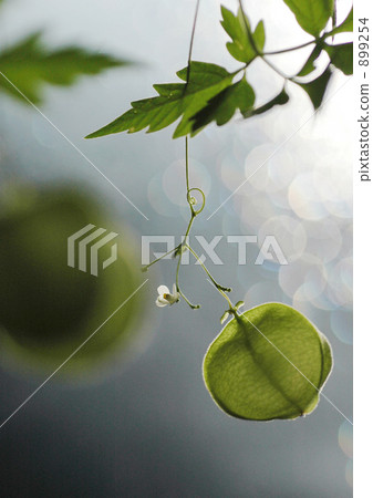 倒地鈴（一種產於美洲熱帶的植物） 夏天 夏 899254