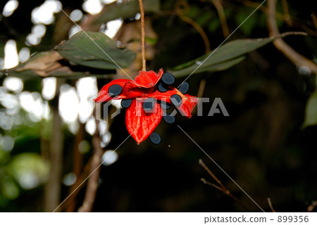 bloom, blossom, blossoms 899356