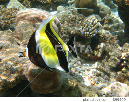 Tsunodashi 443 899409