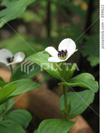 Gozentachibana Gozentachibana 899822