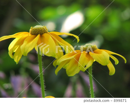 Rudobekia 899871