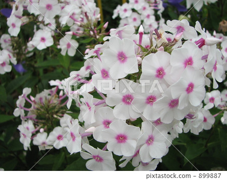 White (medium pink) Orange White (medium pink) Orange 899887