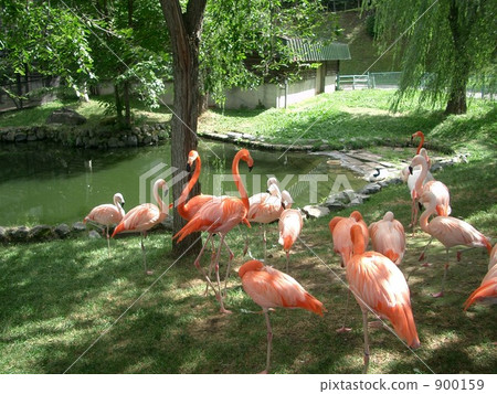 Flamingo Flamingo 900159