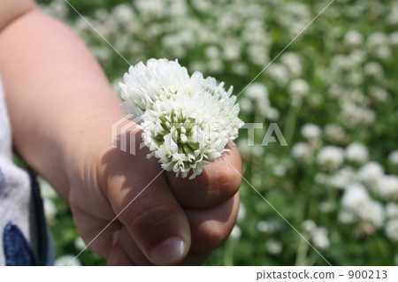 握緊 捏 採摘 900213