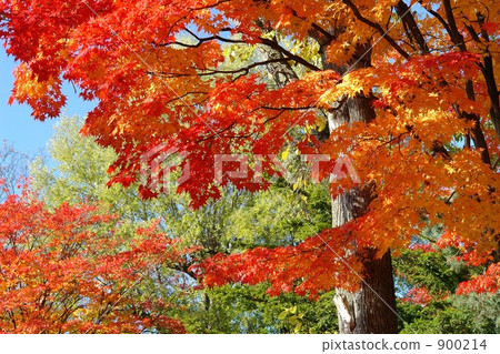 楓樹 紅楓 楓葉 900214